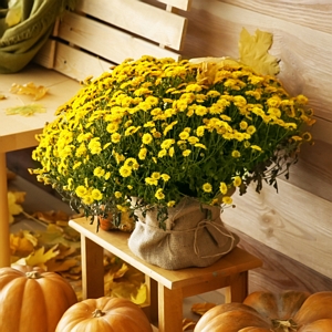 Chrysanthemum Yellow